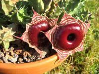 Thumbnail of 1736_Huernia zebrina magniflora_20080727_02(1).jpg